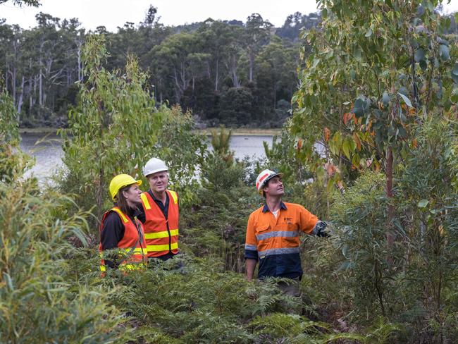 Ecologist Dydee Mann with foresters Michael Scholfield (plain white helmut) and Divd White in 7 year old rehabilitating that was formerly a pine plantation, at Lake Repilse in Western Tasmania