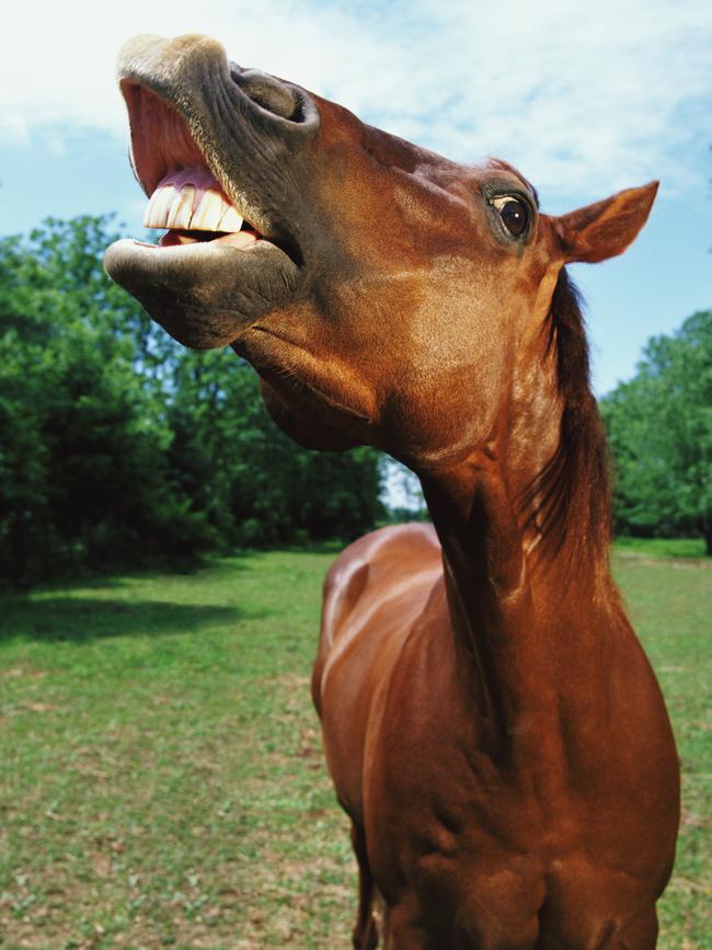 Road rules apply to horse too. Thinkstock image.