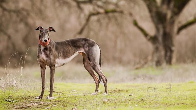 Zeki Kadir was involved in greyhound racing before he faced allegations of animal cruelty stemming from an episode of <i>Four Corners</i> in 2015.