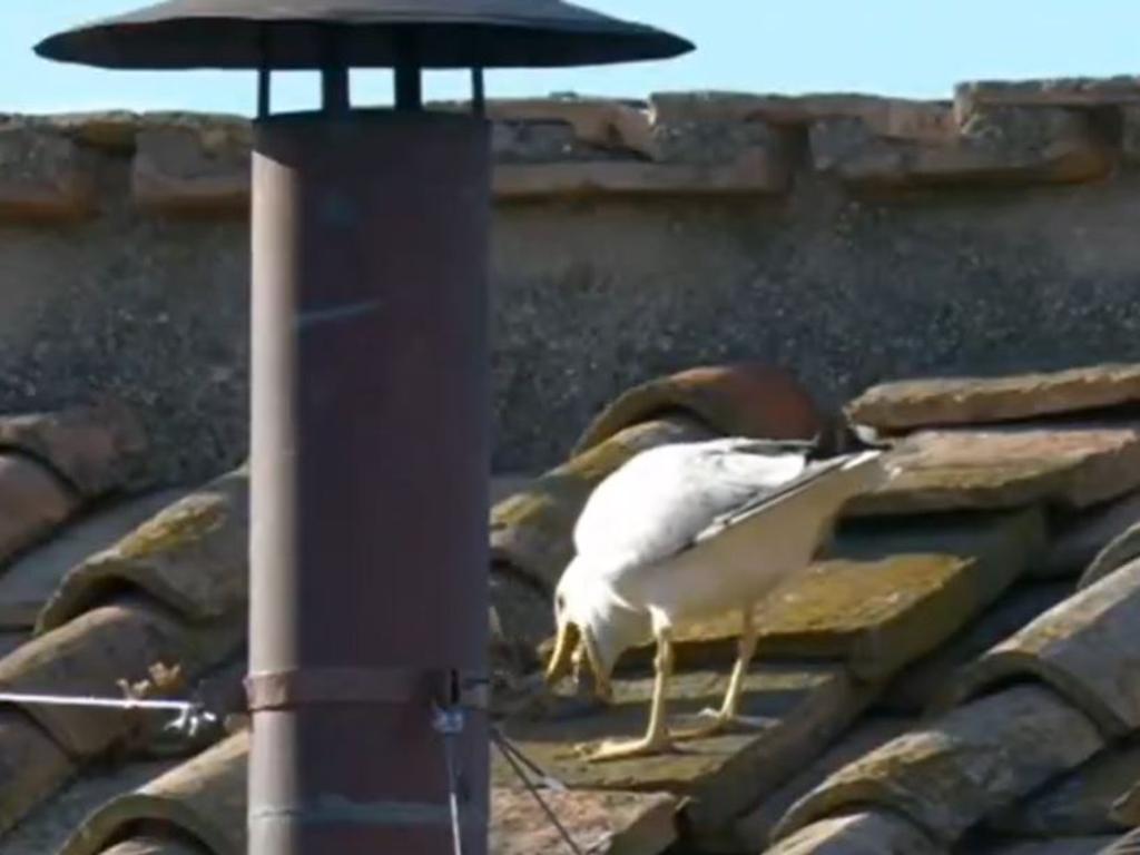 A seagull atop the Sistine Chapel regurgitated a rat moments before the new Pope was announced. Picture: X