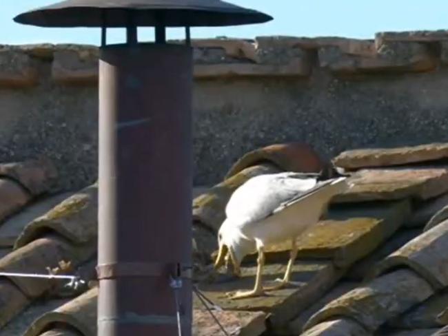 A seagull atop the Sistine Chapel regurgitated a rat moments before the new Pope was announced. Picture: X