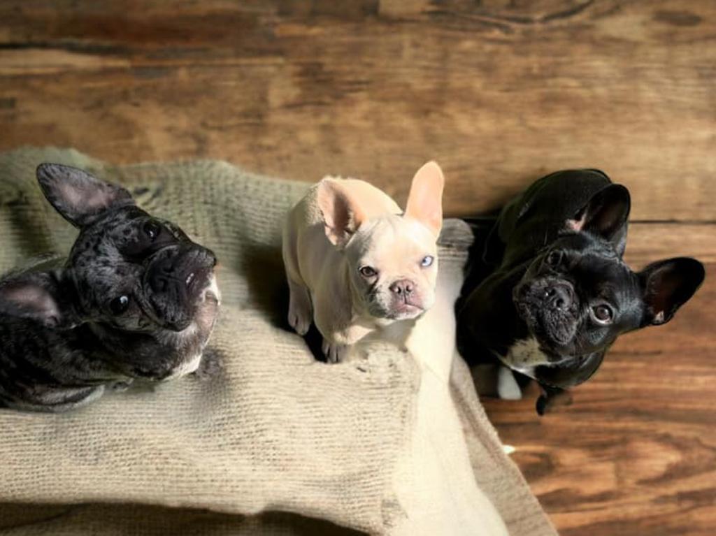 Tupac, Ziggy and Iggy: Danae Mackie's French Bulldogs (Two 1 year olds and 9 month old)