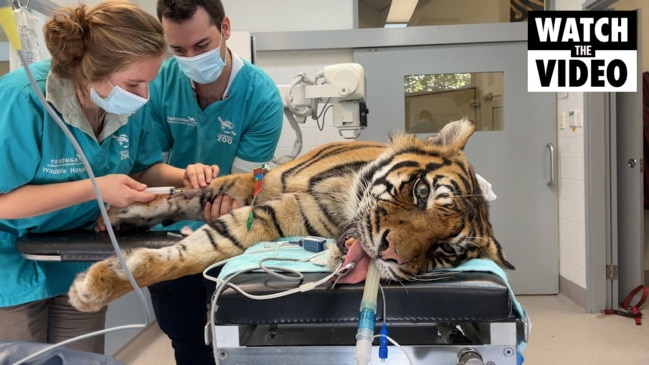 Taronga Zoo Tiger tooth extraction