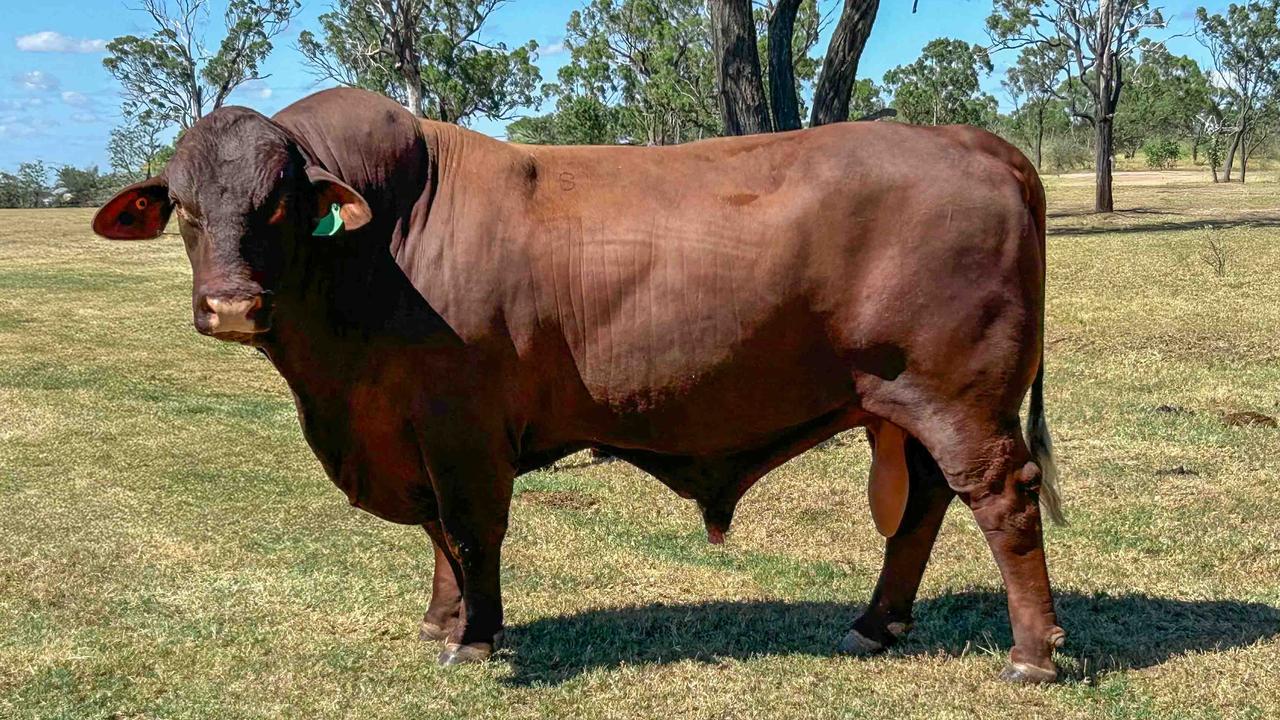 Yarrawonga Spartacus – at home at NIOA Santa Gertrudis stud in the Southern Downs – set a New Australian record price for the breed when he was purchased in 2022.