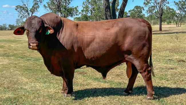 Yarrawonga Spartacus – at home at NIOA Santa Gertrudis stud in the Southern Downs – set a New Australian record price for the breed when he was purchased in 2022.