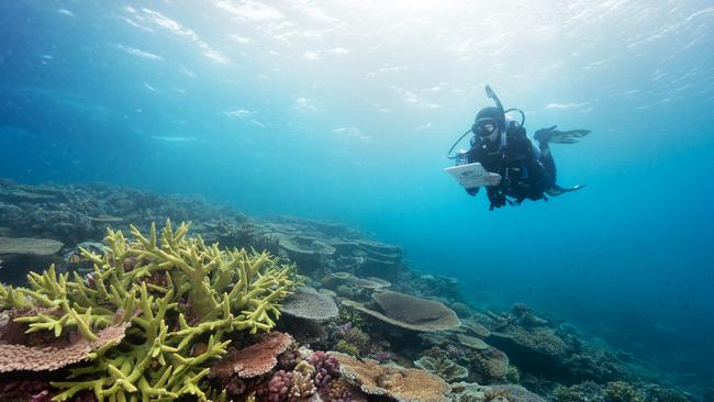 The Federal Government is spending money to protect the Great Barrier Reef.