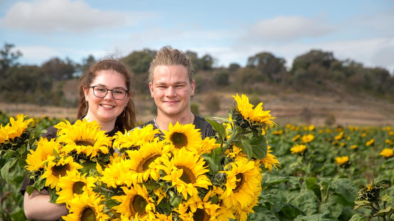 Morgan Butler and Jaxson Greer picked an amazing bunch of sunflowers to share with family and friends.Open day at Warraba Sunflowers, Cambooya. Saturday June 29th, 2024