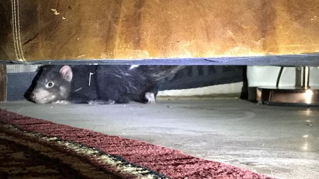 A Tasmanian devil hiding in the Truffle Lodge tent. Picture: Penny Hunter