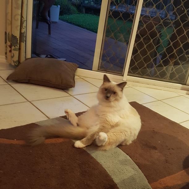 This is Shadow Brown. ‘Howdy friends. What’s going on?’ Picture: Peter Brown