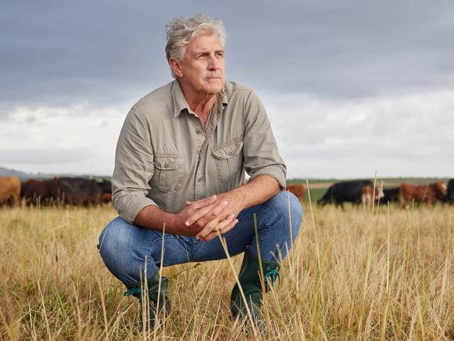 Thinking, serious and professional farmer on a field with herd of cows and calves in a open nature grass field outside on cattle farm. Agriculture man, worker or business owner looking at countryside