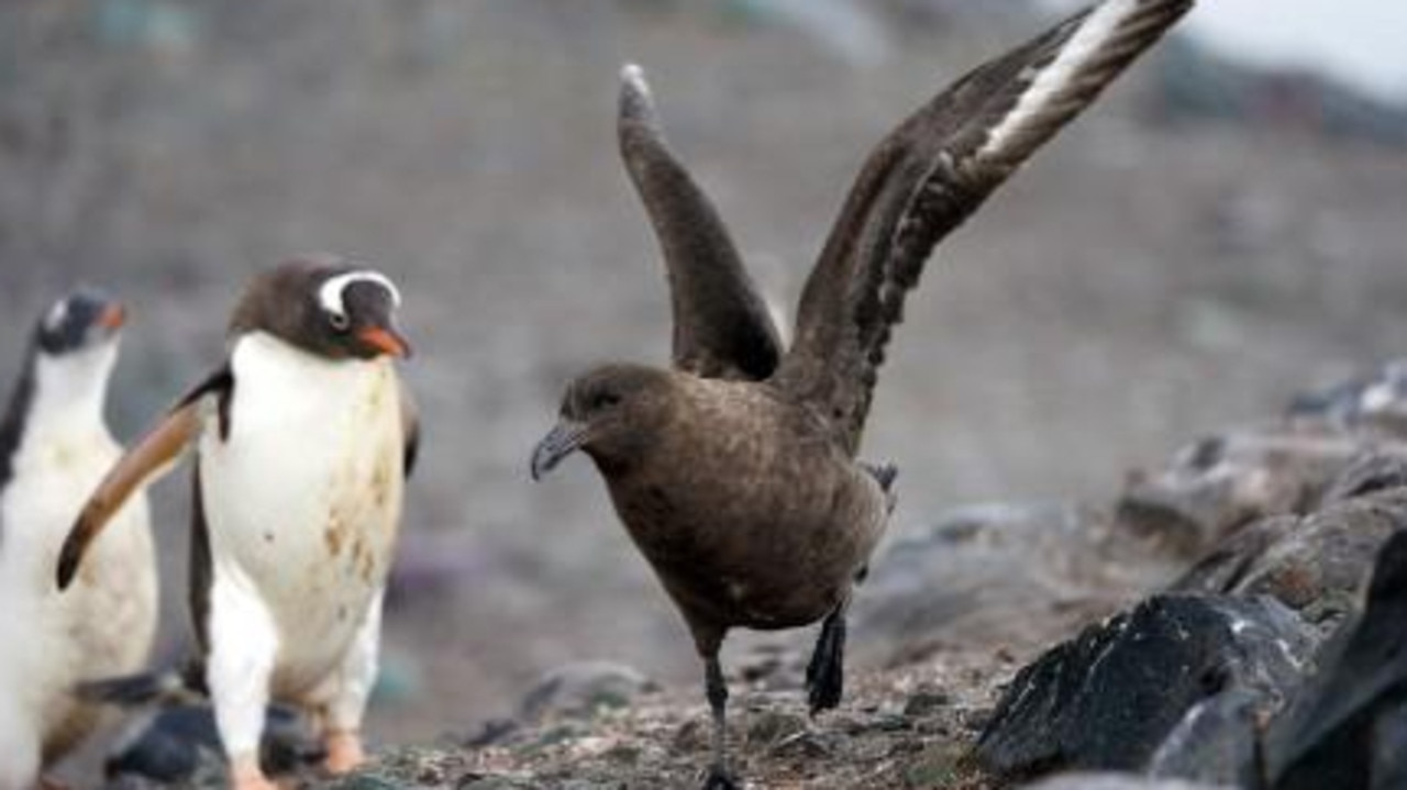 Bird flu continues spread in Antarctica