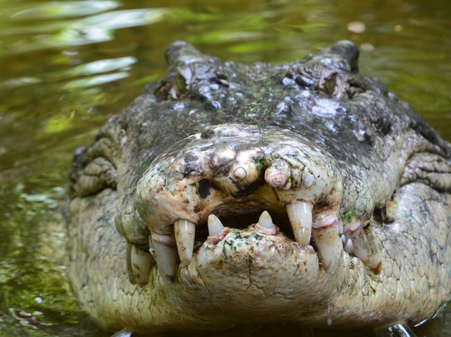 A salt water crocodile, also called a saltie or estuarine crocodile, shows its teeth in Queensland, Australia.