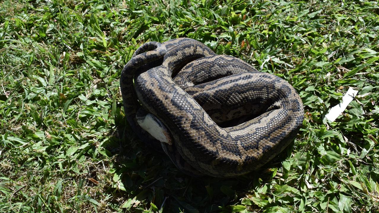 Rockhampton snake catcher Max Neason said it was "gut-wrenching" seeing the python had died.