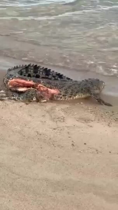 Wounded crocodile beached on NT shores