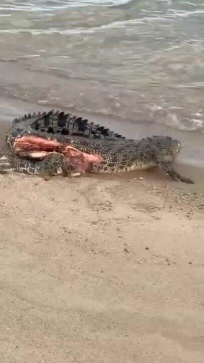 Wounded crocodile beached on NT shores 