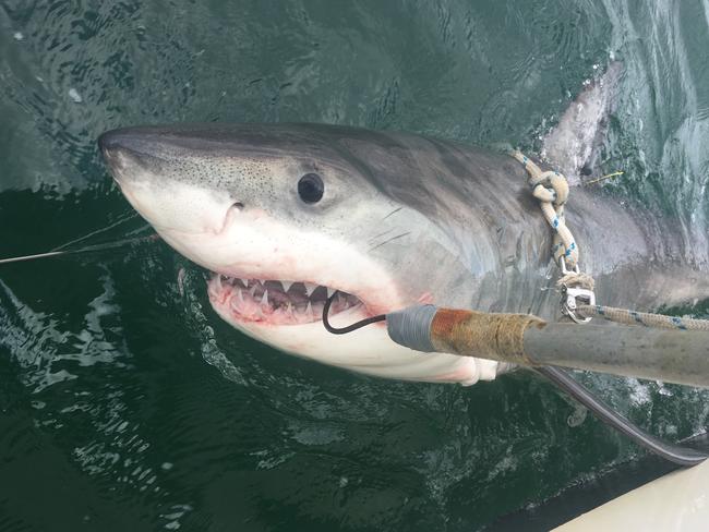 A 2.4m male white shark that was caught on a smart drumline at Evans Head on 8th May 2017