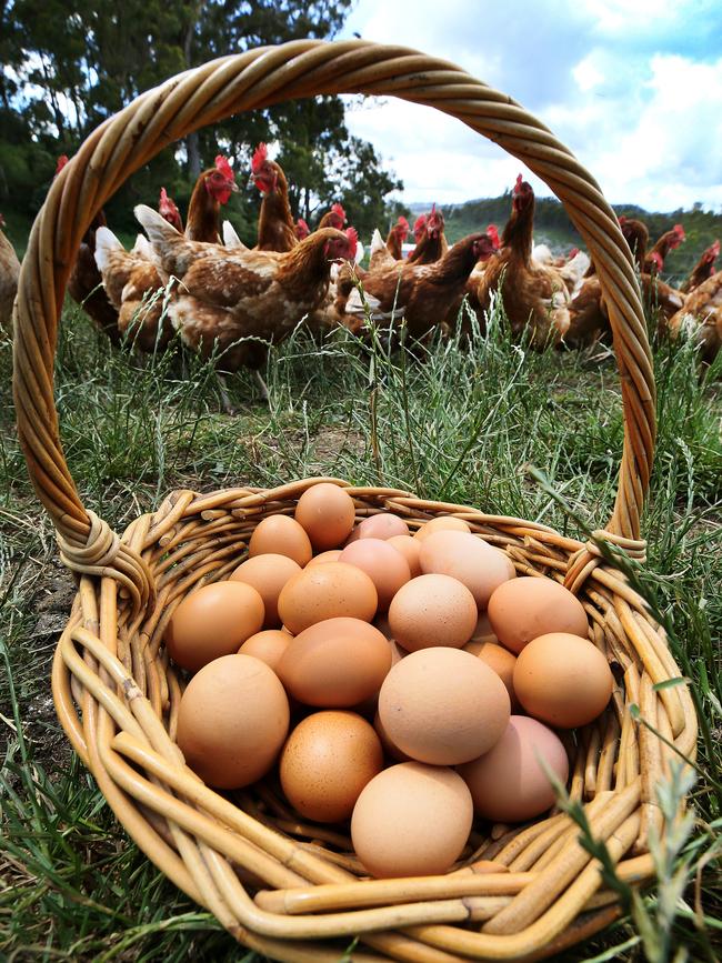 Tamar Valley Pastured Eggs at Glengarry. Picture: Chris Kidd