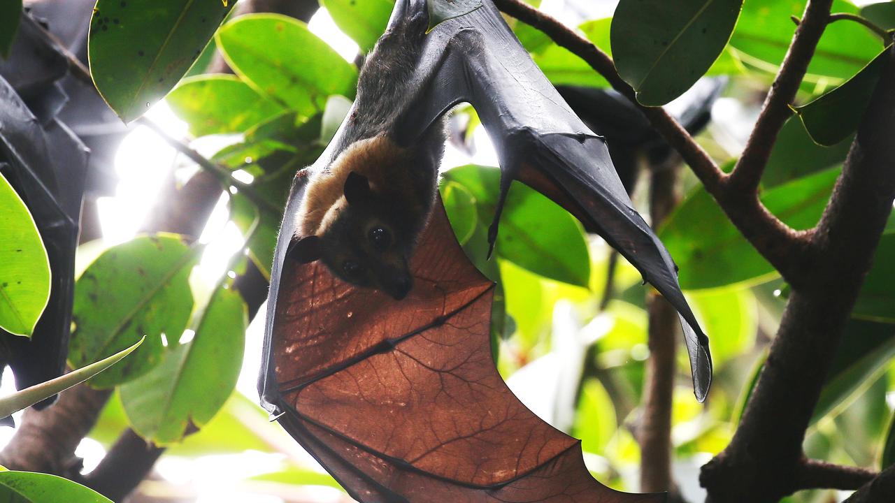 Human Society International assures Australians bats don’t spread COVID ...