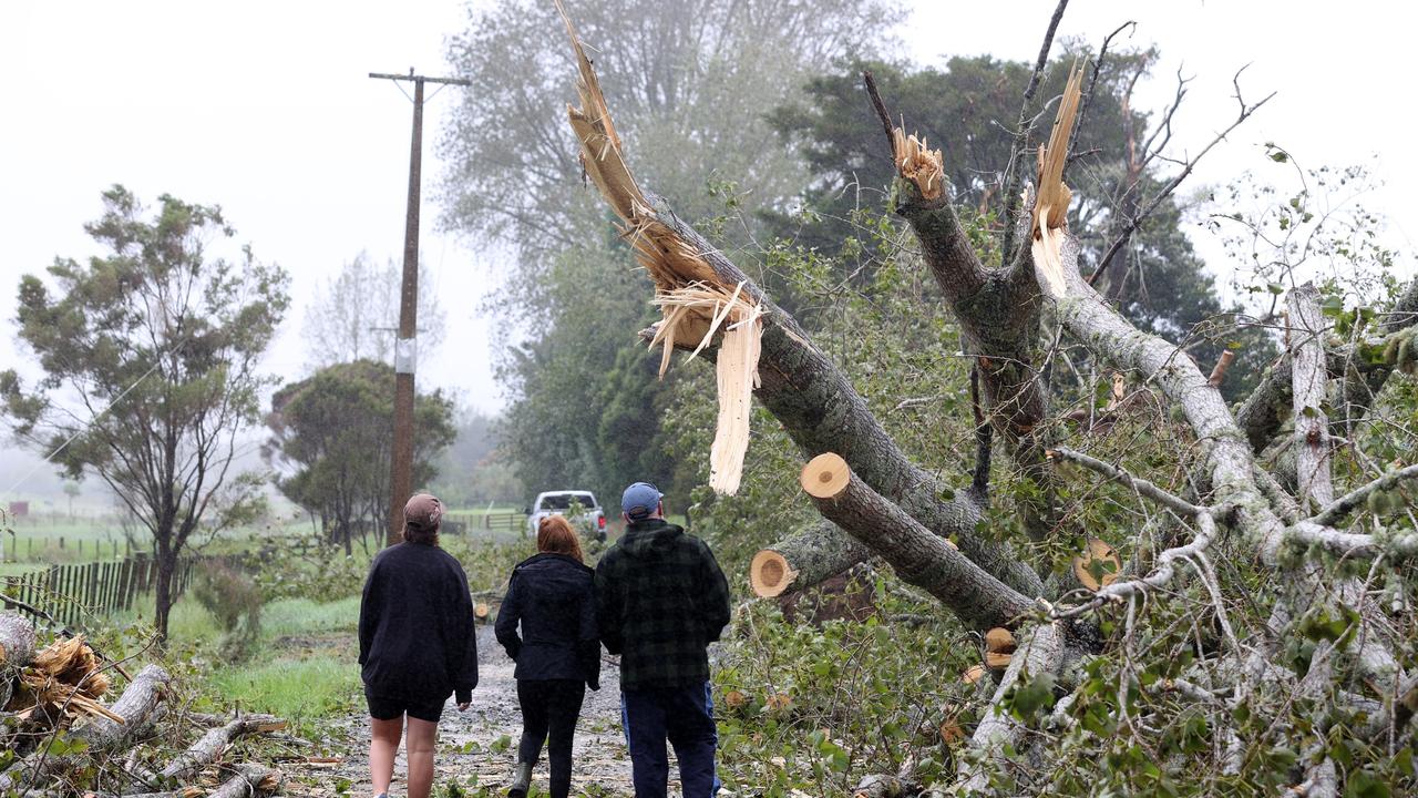 Two huge poplar trees succumbed to Cyclone Gabrielle near Warkworth. Picture: Getty Images