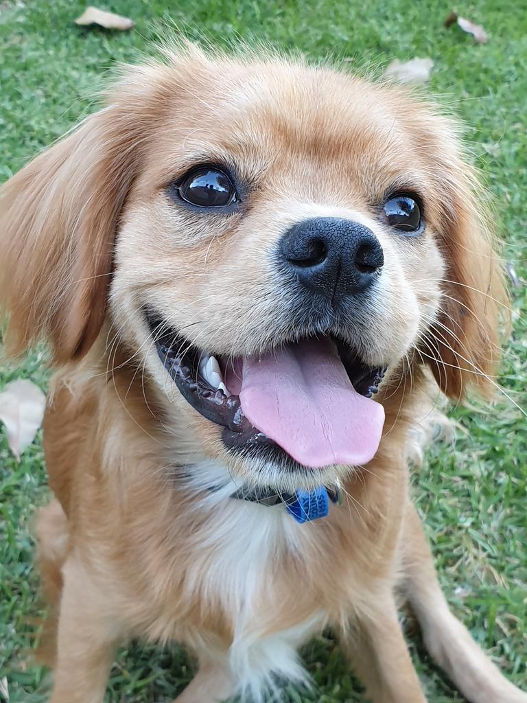 Ollie the cavalier cross maltese. Picture: Kim Anderson