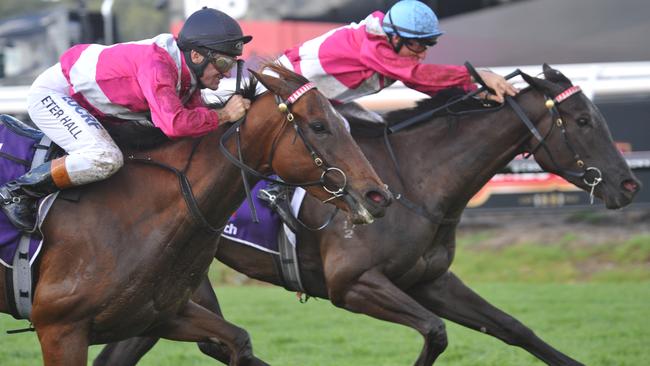 Race 8 at Ascot today is the Group 1 Kingston Town Classic. pictured - winner (inside with blue cap) number 16 Perfect Reflection riden by William Pike beats stablemate Delicacy riden by Peter Hall PICTURE: GRAEME COLLOPY.