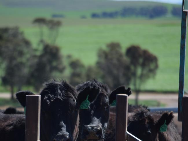 Princess Royal Station, Burra, South Australia. Feedlot. PHOTO:JAMIE-LEE OLDFIELD