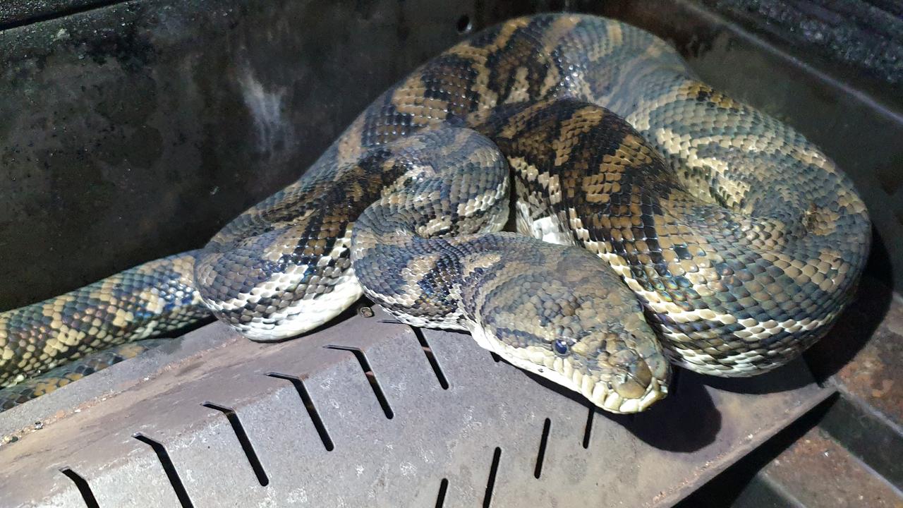 Brisbane Snake Catchers Find Snake At Backyard Barbecue Photos The Courier Mail