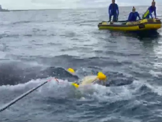 Another tangled whale rescued by Sea World