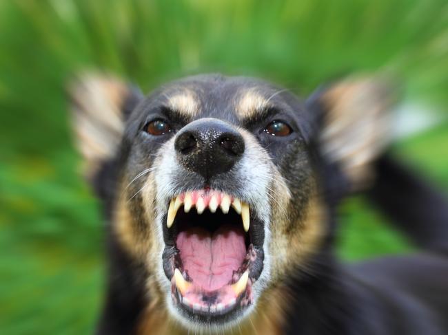 Moreton Bay Regional Council has revealed which suburbs had the highest number of dog attacks. 