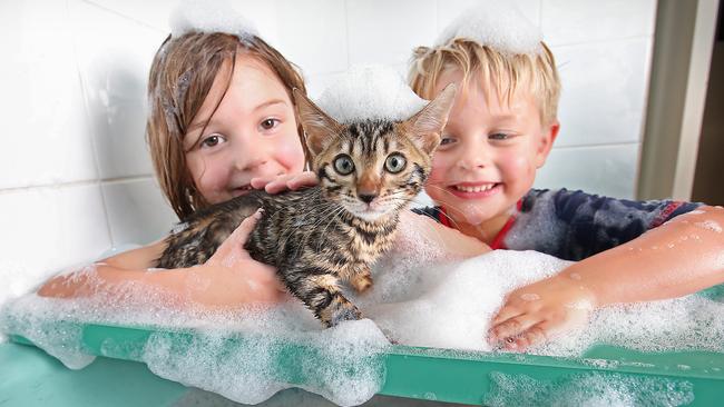 Julia, 6, and Matthias, 4, give their exotic cat a bath. Picture: ALEX COPPEL