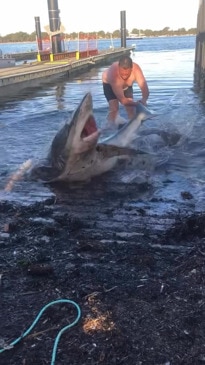 Fisherman wrestles 3m shark into water