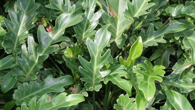 The Gold Coast Botany Society believes a type of philodendron may be the culprit.