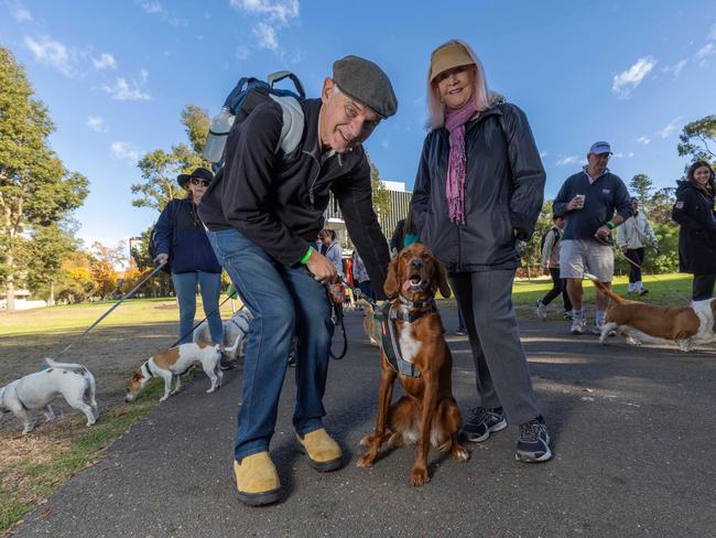 RSPCA SA's Million Paws Walk in Adelaide on May 25, 2025. Picture: Ben Clark