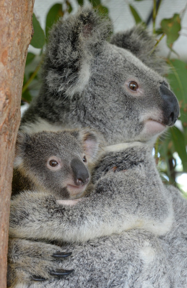 Australia Zoo: Koalas Lizzy and Phantom making progress after highway ...