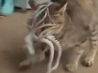 A still from a video posted on Youtube by SBSculture that shows a cat trying to eat a feisty octopus. Picture: SBSculture/Youtube