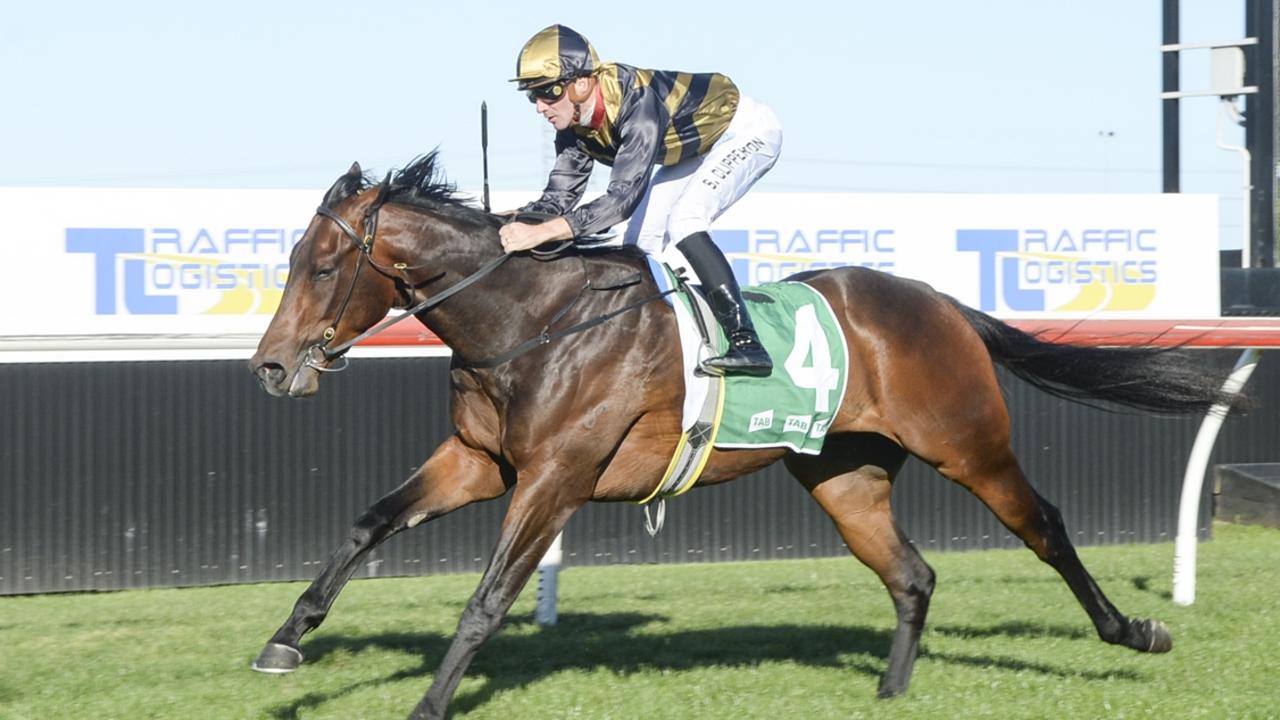 Komodo Dragon can make it three-in-a-row when he heads to the Kensington track on Wednesday. Picture: Bradley Photos