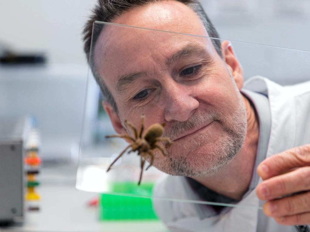 Fraser Island funnel web spider with Professor Glenn King from the University of Queensland. Picture: Supplied