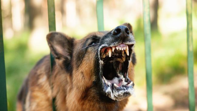 File picture of an angry barking German Shepherd.