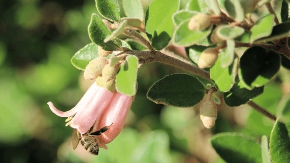 A Western Honey Bee inside a correa flower.