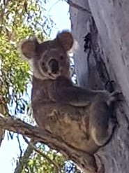 A koala on North Stradbroke Island. Picture: WWF