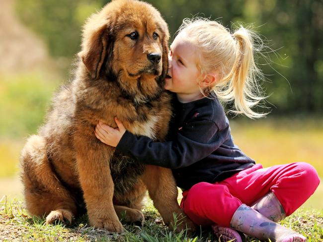 Hailey Bates with a three-month-old Tibetan Mastiff. Hailey’s mum Kristie, who is only one of only two Tibetan Mastiff breeders in NSW, has a 2 year wait list. Picture: Nathan Edwards