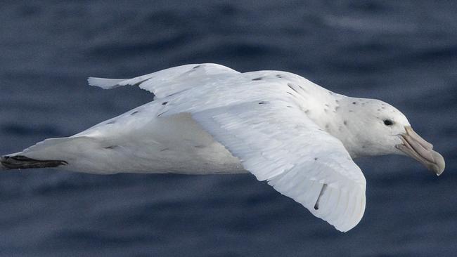 A southern giant petrel found where a lost world of volcanic seamounts was discovered off Tasmania. Picture: Eric Woehler