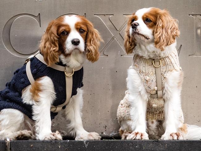 MELBOURNE, AUSTRALIA - NewsWire Photos - SEPTEMBER 04, 2021: Dogs seen waiting for owner to return to them in CBD.   Picture: NCA NewsWire/Sarah Matray