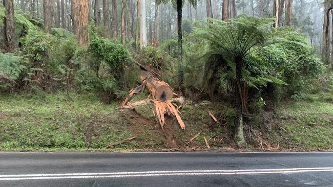 The tree that fell, killing the boy and man who was driving. Picture: Josh Fagan