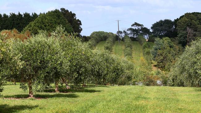 A pilot study could lead to a national scheme to support the marketability of Australian extra-virgin olive oil. Picture: Andy Rogers