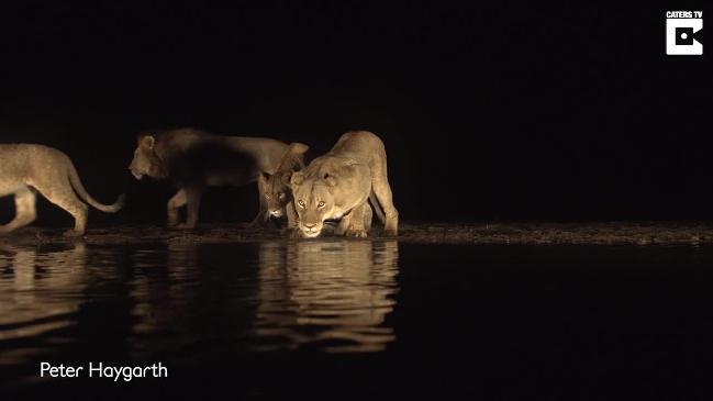 Photographer stakes out Lions for 15 Hours to capture crystal clear reflecting pride