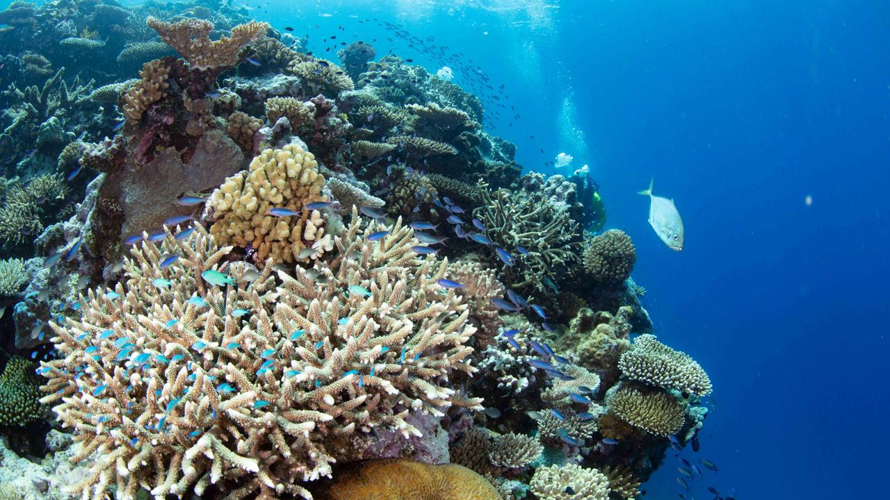 Hybrid coral could withstand heat | KidsNews