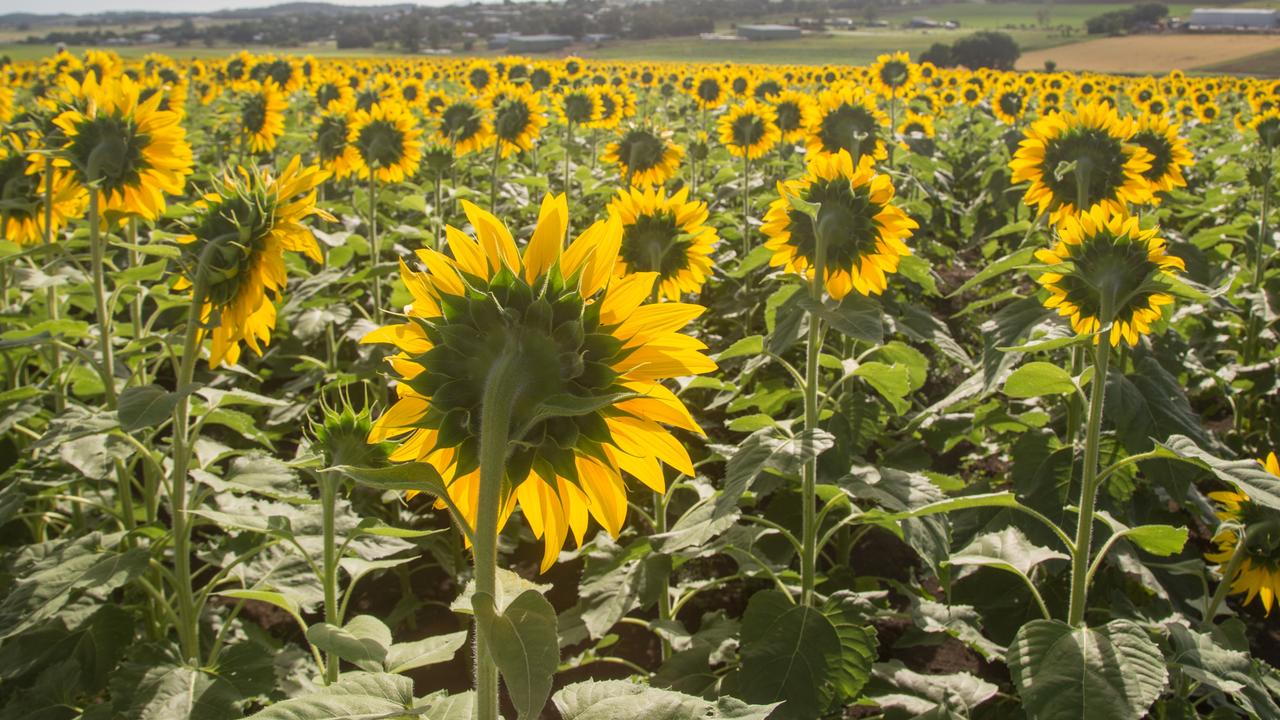 Imagine a spiral of stepping stones running through this garden of sunflowers. Picture: Kara Murphy