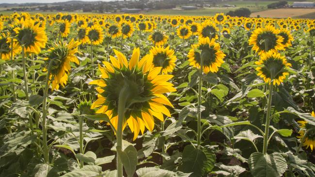 Imagine a spiral of stepping stones running through this garden of sunflowers. Picture: Kara Murphy