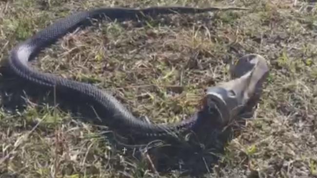 Snakes Keep Getting Their Heads Stuck In Beer Cans. Really.